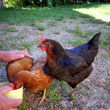 Holiday home De Charme Avec Cheminee, Grand Jardin Et Balades, Animaux Acceptes - Fr-1-496-60